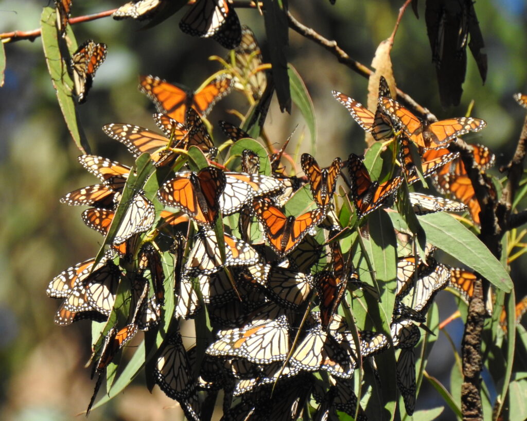 Monarchs. Credit: Stu Weiss