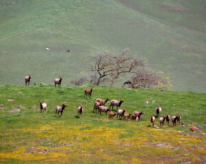 Elk and oak trees. Credit: Stu Weiss