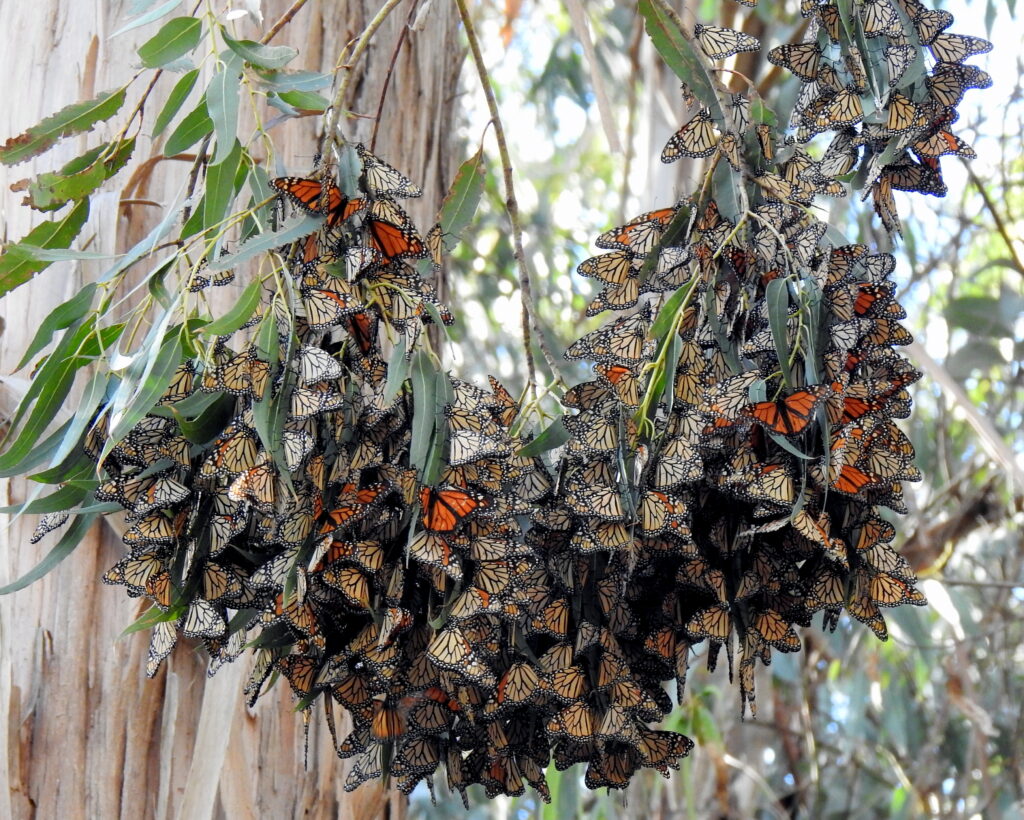 Monarch butterflies. Credit: Stu Weiss.